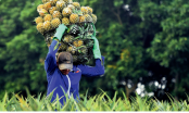 Xuất khẩu nông sản bền vững: phải thực thi hiệu quả các giải pháp đồng bộ