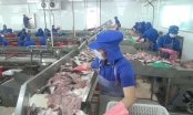 Trung Quốc tăng nhập khẩu cá tra Việt Nam trong những tháng cuối năm