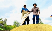 Xuất khẩu gạo tại Đồng bằng sông Cửu Long lập kỷ lục mới