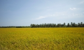 Hà Lan viện trợ 22 tỷ đồng nâng cao chuỗi giá trị lúa gạo Đồng bằng sông Cửu Long
