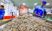 Xuất khẩu tôm sang Trung Quốc bị cạnh tranh gay gắt về giá