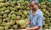 'Vua trái cây Việt Nam': Sốt giá chưa từng có, lập kỷ lục lịch sử 1,63 tỷ USD