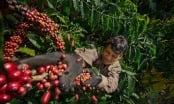 Xuất khẩu cà phê có thể vượt 1 tỷ USD hai tháng đầu năm