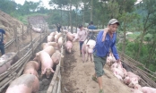 Trung Quốc đồng ý mở cửa nhập khẩu lợn của Việt Nam