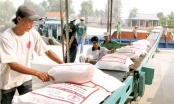 Dự báo thị trường lúa gạo khởi sắc
