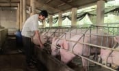 Giãn nợ, miễn giảm lãi vay cho người chăn nuôi lợn