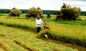 Đầu tư nước ngoài vào nông nghiệp, cơ hội đã đến?