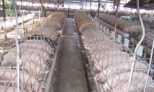Cần xây dựng vùng an toàn dịch bệnh cho ngành chăn nuôi xuất khẩu