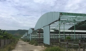 Khởi tố hai bị can liên quan dự án nuôi bò nghìn tỷ tại Hà Tĩnh
