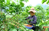Giá cà phê bất ngờ giảm sốc, nông dân 'đánh rơi' hàng trăm triệu đồng