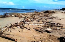 Đà Nẵng: Thu gom gần 10 tấn rác tấp vào bờ biển