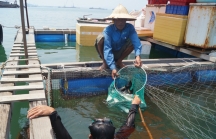 Quảng Ngãi: Cá bớp nuôi lồng bè chết hàng loạt, thất thu hàng trăm tỷ đồng