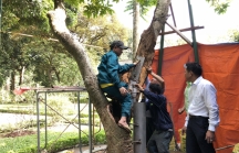 ‘Nhà khoa học chân đất’ Trần Ngọc Nam cứu sống cây Trường sanh trước Phủ chủ tịch