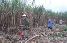Quảng Ngãi: Nhà máy đường phải thu mua hết mía cho nông dân