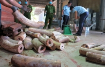 Đà Nẵng: Bắt giữ hơn 9 tấn ngà voi cập cảng Tiên Sa
