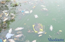Hồ Thạc Gián, hồ nước lẽ ra được đại gia Huỳnh Uy Dũng xử lý ô nhiễm bị hôi thối vì cá chết