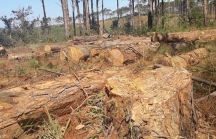 Điểm mặt những doanh nghiệp làm mất hàng trăm ha rừng ở Đắk Nông