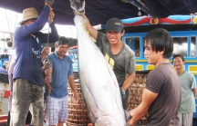 Trung Quốc 'tuột' khỏi top thị trường chính của cá ngừ Việt Nam