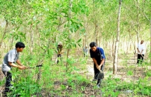 Vì sao Quảng Trị chuyển đổi hơn 1.631 ha đất, rừng phòng hộ đầu nguồn sang quy hoạch phát triển rừng sản xuất?