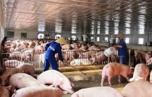 Thịt lợn đắt nhất lịch sử: Phá bỏ cam kết với bộ trưởng, doanh nghiệp lớn tăng giá ăn lãi đậm