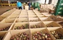 Tận dụng EVFTA, nông sản Việt liên tiếp lên đường sang EU