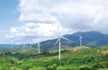 Gần 1 tỷ đồng trồng rừng thay thế để thực hiện dự án điện gió Tân Hợp