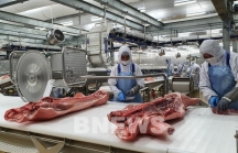 Tập đoàn AVG Capital Partners đầu tư Dự án tổ hợp chế biến thịt lợn 1,4 tỷ đô tại Thanh Hóa