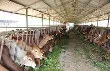 Gia Lai chấp thuận dự án nuôi bò nghìn tỷ của THADI