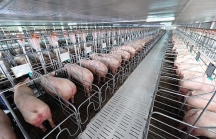 Xuân Thiện được chấp thuận dự án nuôi lợn 2.500 tỷ ở Thanh Hoá