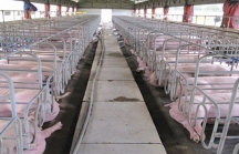 Nghệ An có dự án nuôi lợn 174 tỷ đồng ở Anh Sơn