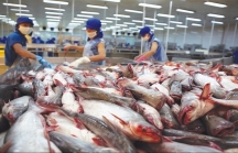 Vì sao hàng loạt doanh nghiệp xuất khẩu cá tra rút khỏi EU?