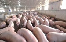 Thanh Hoá duyệt ĐTM dự án nuôi lợn 3.000 tỷ của Xuân Thiện