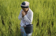 Thái Lan lo khi nông dân chuyển sang trồng giống lúa Việt Nam