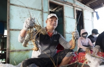 Doanh nghiệp 'gom' tôm hùm xuất khẩu sang Trung Quốc, người nuôi tôm thắng lớn