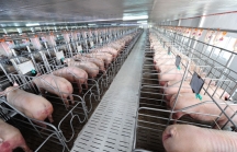 Hưng Phát 'rót' hơn 320 tỷ làm dự án nuôi lợn ở Thanh Hóa