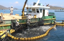 Khánh Hòa 'trải thảm' mời doanh nghiệp đầu tư ngành nuôi biển