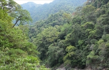Việt Nam có thể thu 200 triệu USD nhờ rừng