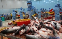 Còn nhiều thách thức cho xuất khẩu tôm, cá tra Việt Nam