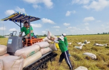 Giá gạo xuất khẩu đạt kỷ lục 11 năm, giá lúa tăng từng ngày