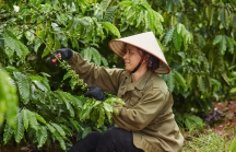 Nestlé dẫn đầu về phát triển bền vững trong sản xuất cà phê