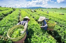 Một quốc gia tại Trung Đông đang tăng mạnh nhập khẩu chè xanh của Việt Nam