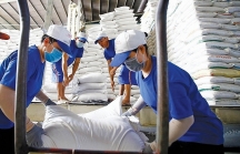 Giá gạo xuất khẩu của Việt Nam tiếp tục tăng