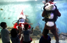 Du khách thích thú xem ông già Noel lặn ngụp trong bể cá ở Nha Trang