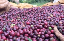 Giá cà phê liên tục tăng cao, dự báo thiết lập kỷ lục xuất khẩu năm 2024