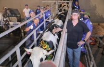 Hơn 2.000 bò sữa cao sản thuần chủng từ Mỹ được nhập khẩu về trang trại TH tại Thanh Hóa