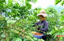 Giá cà phê bất ngờ giảm sốc, nông dân 'đánh rơi' hàng trăm triệu đồng
