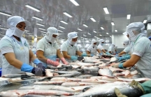 Xuất khẩu cá tra sang Mỹ giảm mạnh