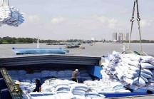 Mở rộng thị trường xuất khẩu gạo Việt