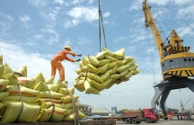 Hướng đi đúng đắn cho xuất khẩu gạo Việt Nam