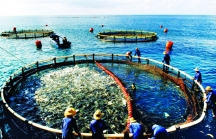 Thủy sản Việt Nam chính thức bị EU 'rút thẻ vàng'
